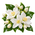Musc blanc
