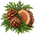 Cèdre
