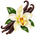 Vanille