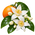 Fleur d’oranger