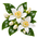 Tubéreuse