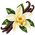 Vanille
