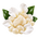 Musc blanc