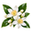 Jasmin