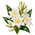 Fleur blanche