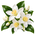 Fleur d’oranger