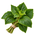Patchouli