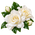 Gardénia