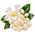 Musc blanc