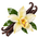 Vanille