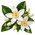 Fleur d’oranger