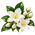 Fleur d’oranger
