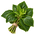 Patchouli